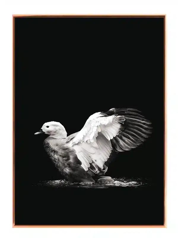 BW36