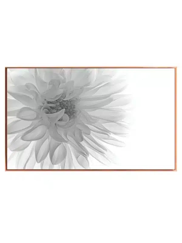 Monokrom Dahlia i Nærbillede