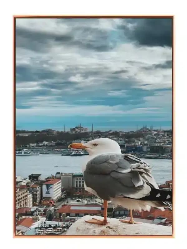 Seagull Over Urban Harbor