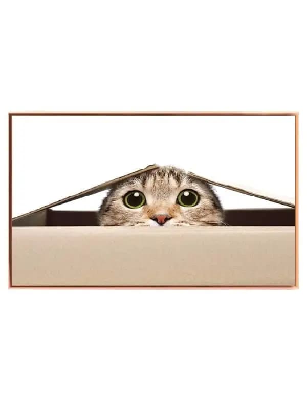 Tabby Cat Peek Plakat