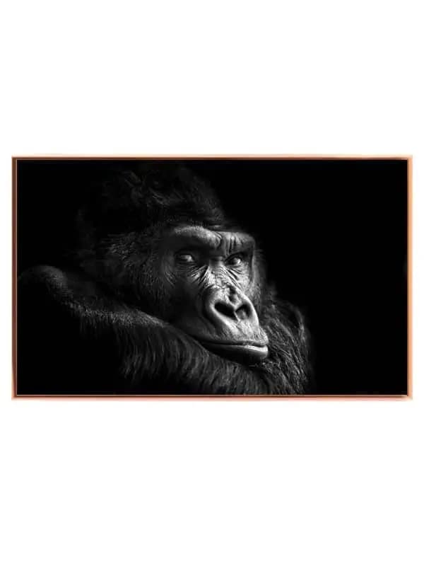 Silverback Gorilla Resting Plakat