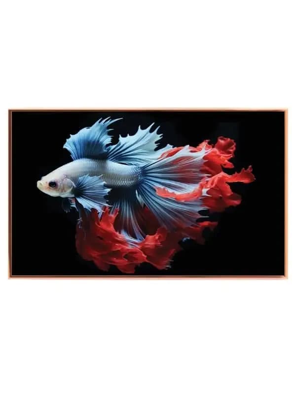 Betta Fish Plakat