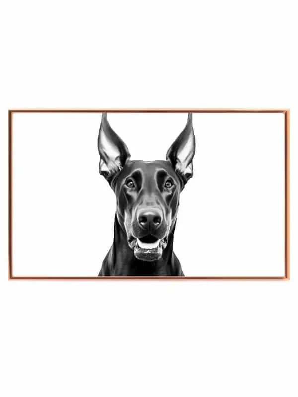 Hund Doberman Close Up Plakat