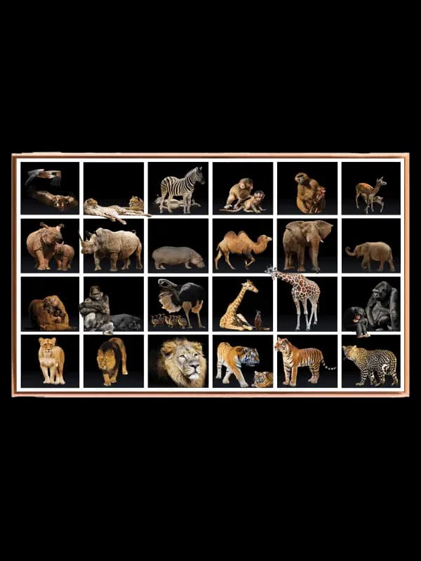 Playful Safari Animal Friends Animals Plakat