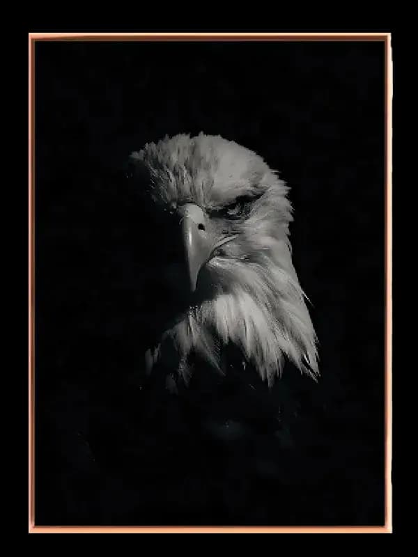 Bald Eagle Plakat