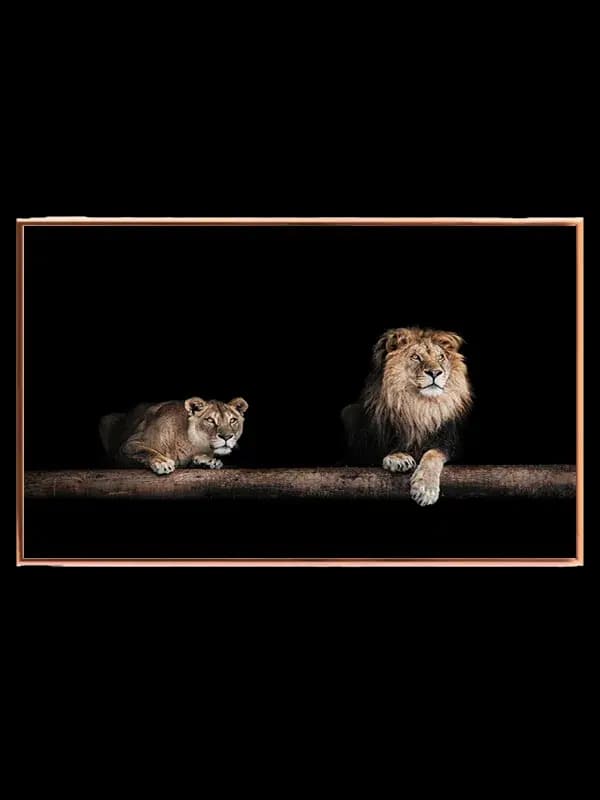 Lion Pair Black Background Plakat