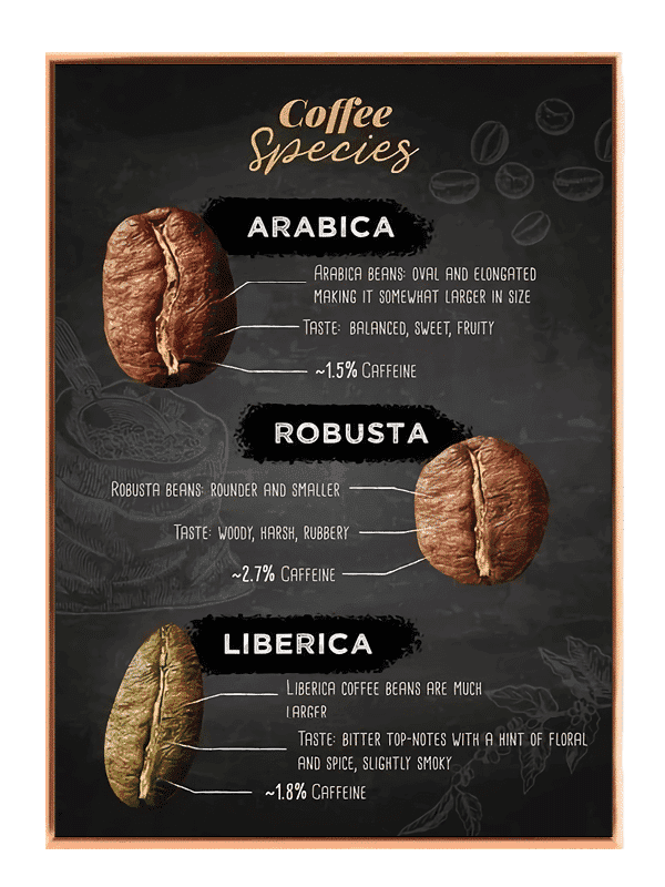 Kaffebønnerkaffearterinfografik med typografiillustrationtekstur mønster
