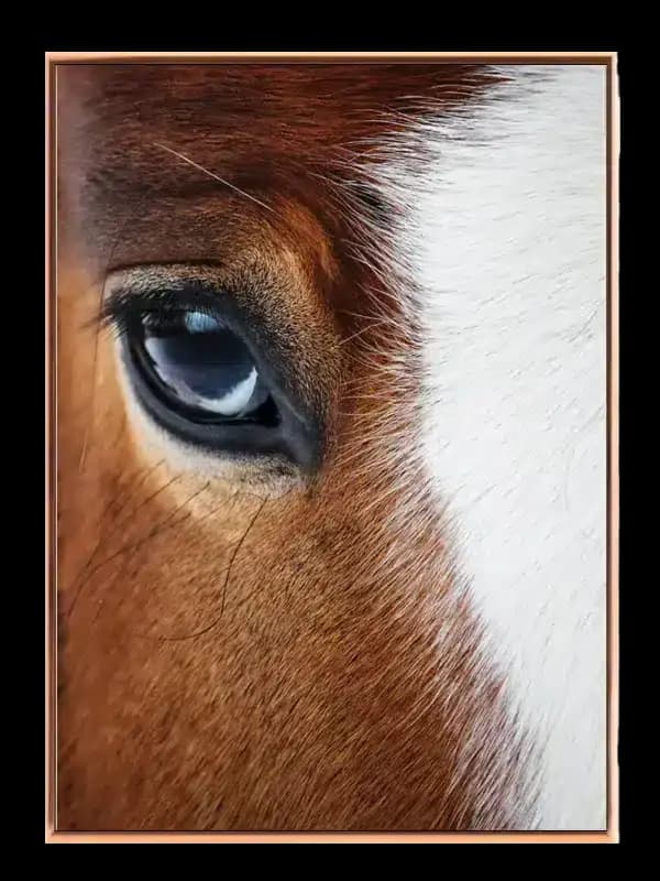 Horse Close Up Plakat