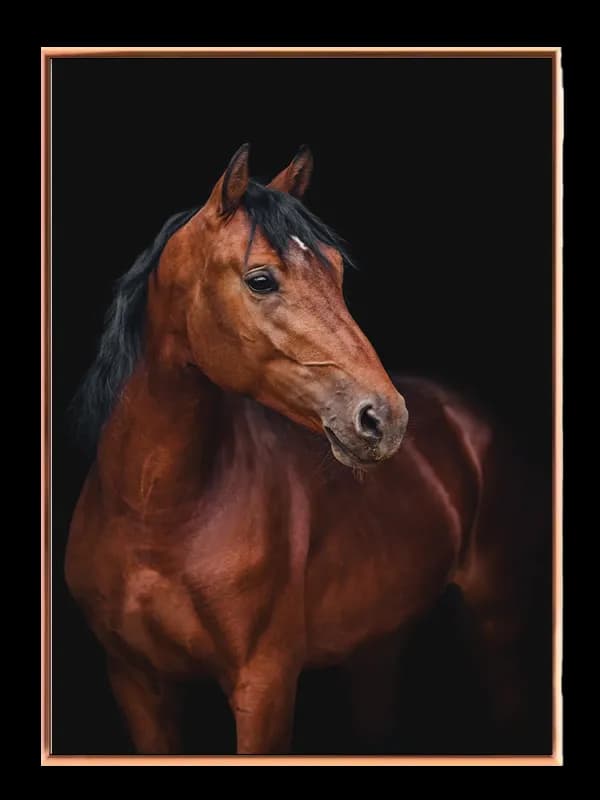 Bay Horse Portrait Plakat