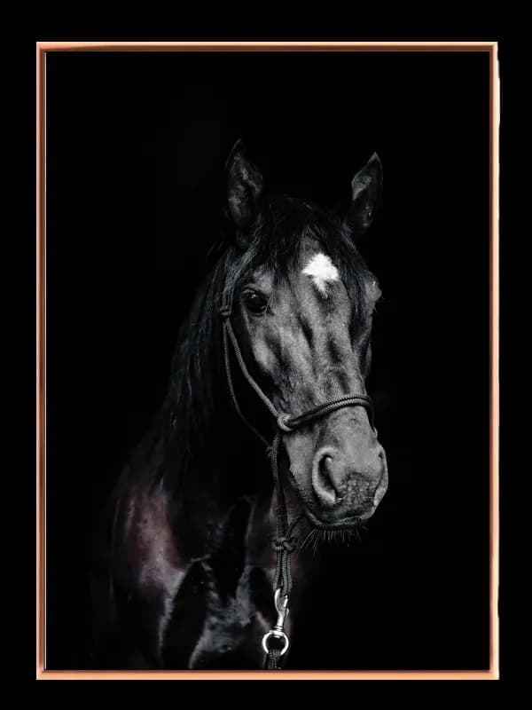 Black Horse Plakat