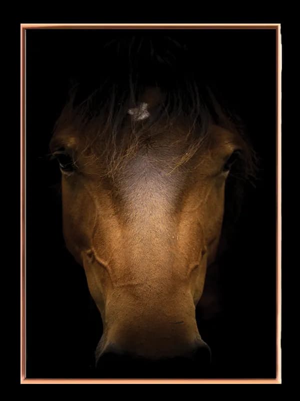 Horse Portrait Plakat