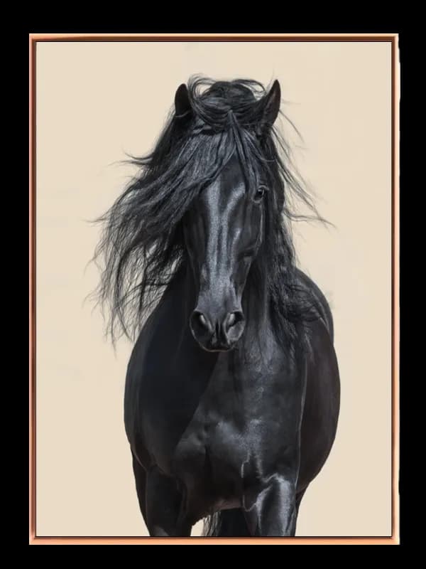 Friesian Horse Plakat