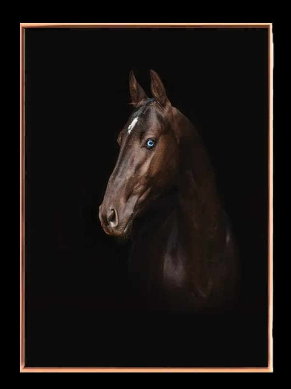 Horse Blue Eye Plakat