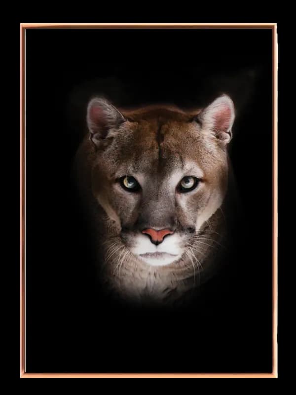 Mountain Lion Plakat