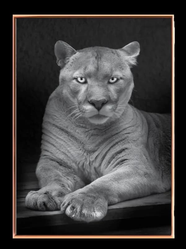Kat Cougar Resting Plakat