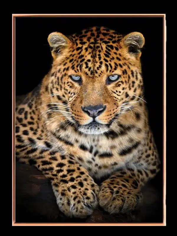 Leopard Resting Plakat