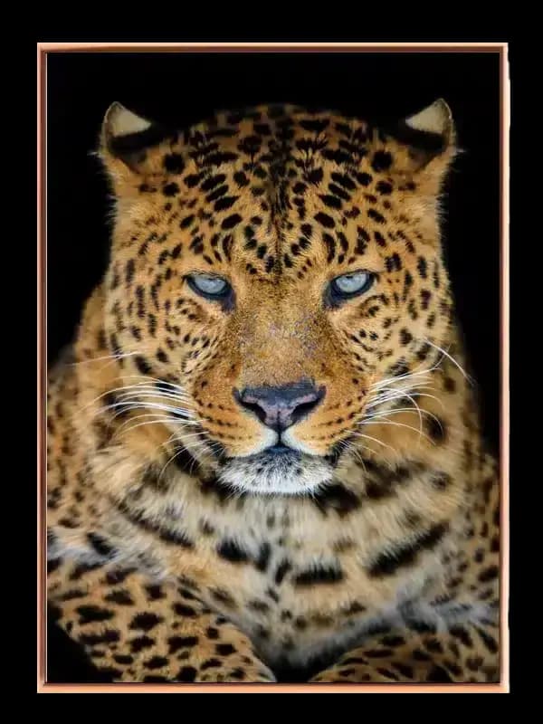 Leopard Face Plakat
