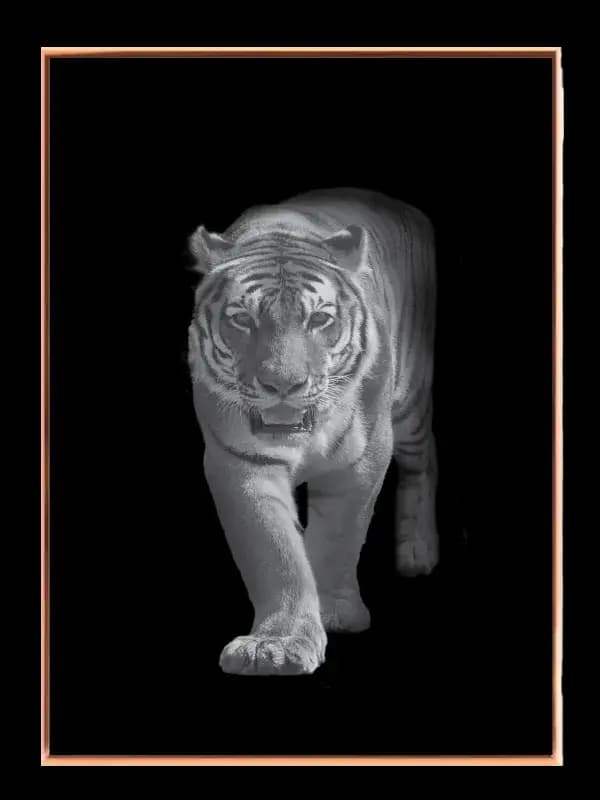 Tiger Walking Plakat