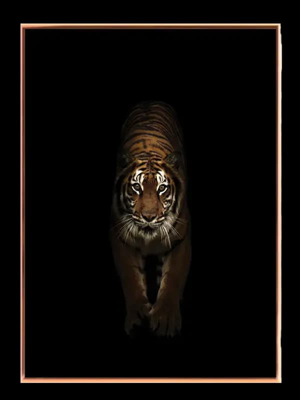 Tiger Plakat