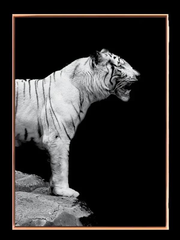 White Tiger Profile Plakat