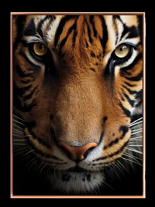 Tiger Closeup Plakat