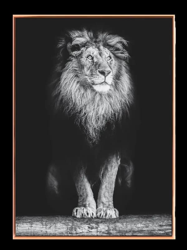 Lion Standing Plakat