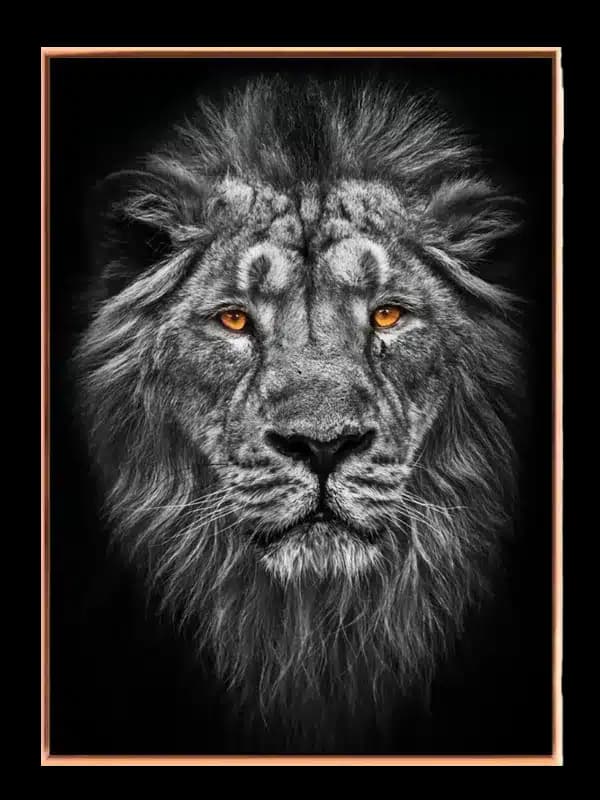 Lion Intense Stare Plakat