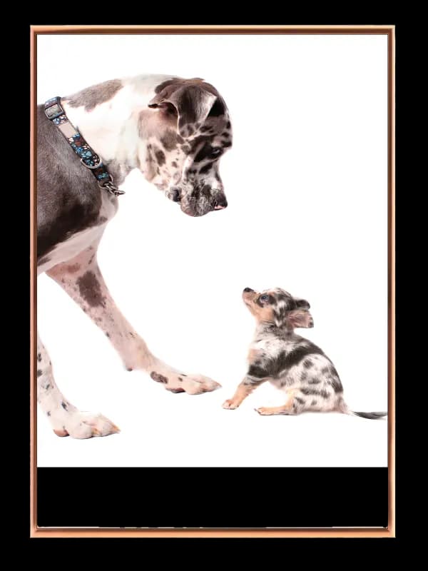 Hund Great Dane And Chihuahua Plakat